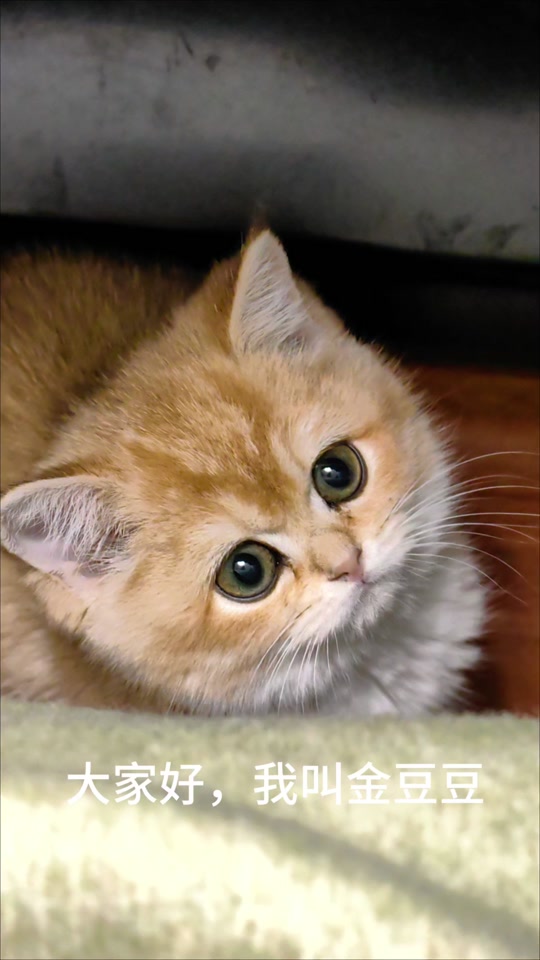 黄色小奶猫可爱呀