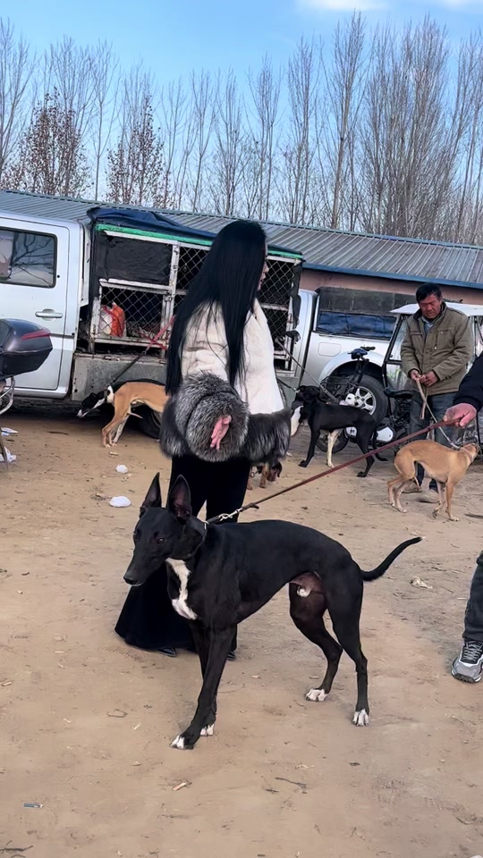 黑带格力犬
