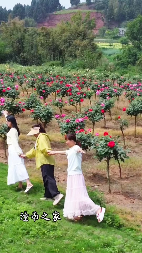 潼南罐坝玫瑰园