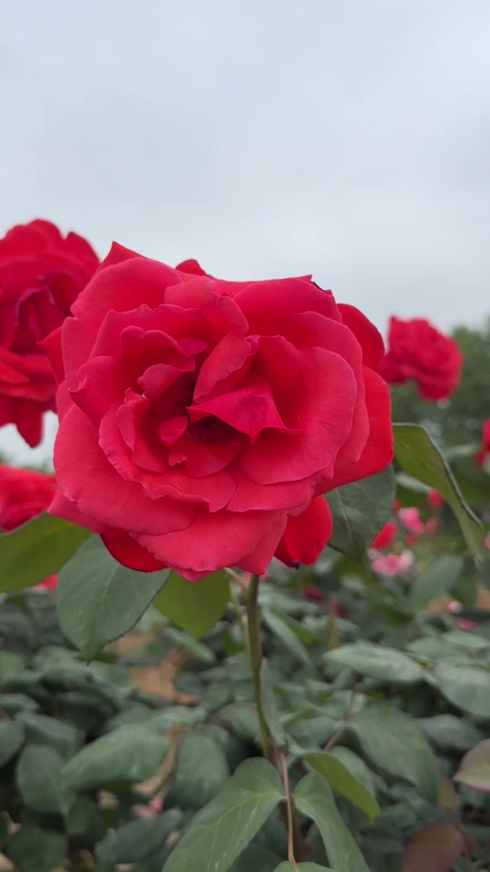 潼南看玫瑰花地方