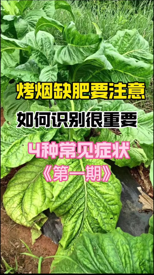 烤烟缺锌的症状