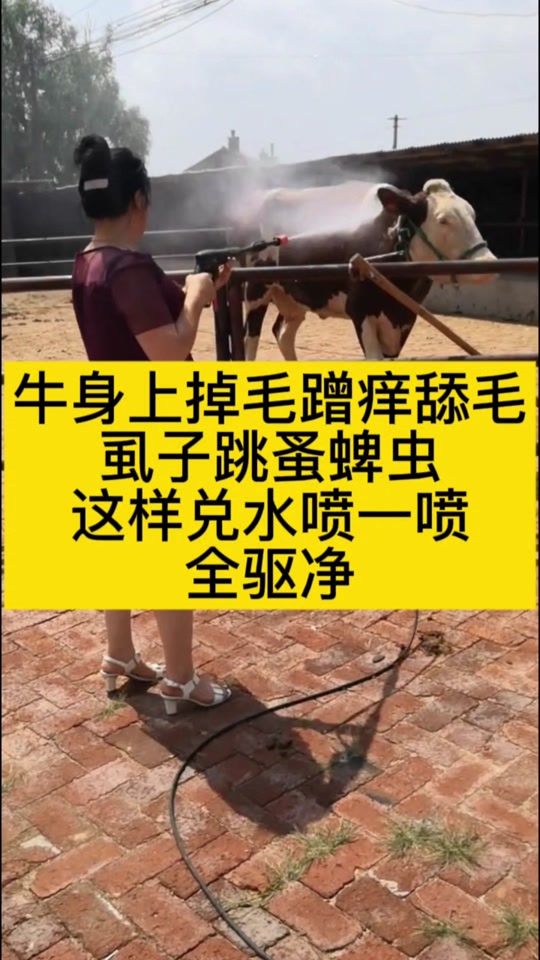 牛身上的蜱虫清理神器