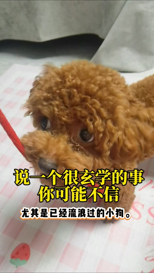 狗为什么不能吃巧克力而人可以?人与狗代谢有什么区别为什么在线