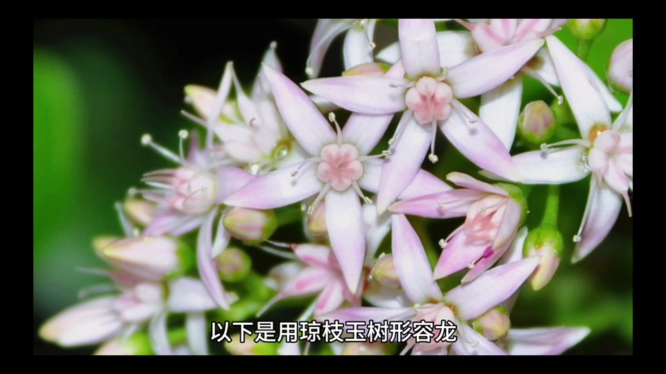 琼枝玉树像什么