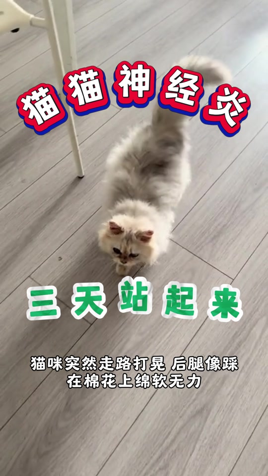 猫躺着全身一阵阵发抖百科在线