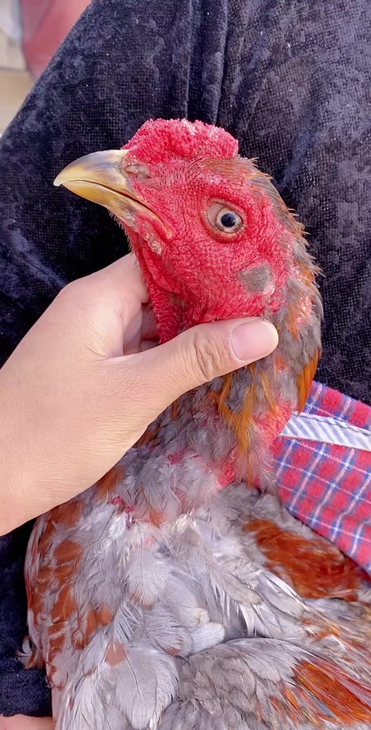 丁斗鸡山西方言版