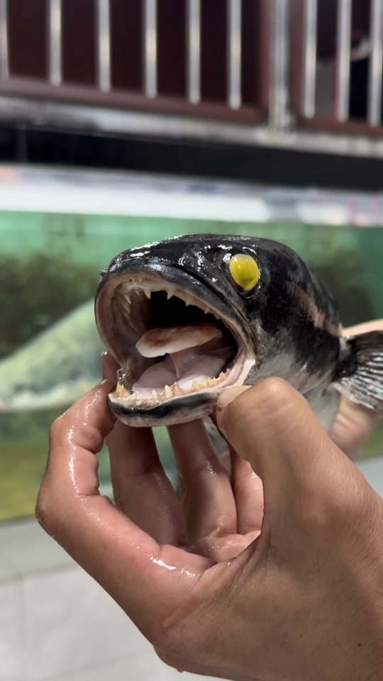 印尼铅笔鱼