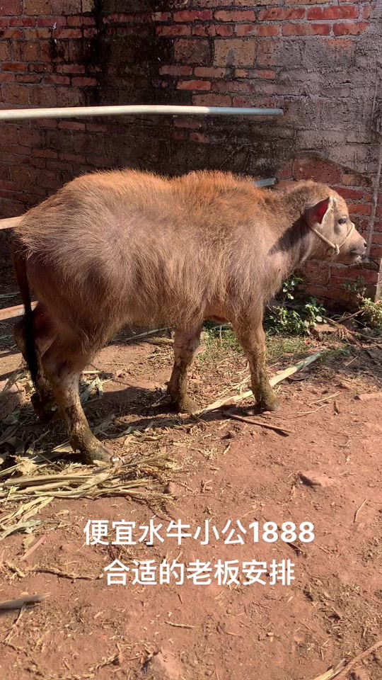 水牛哥开小卖部