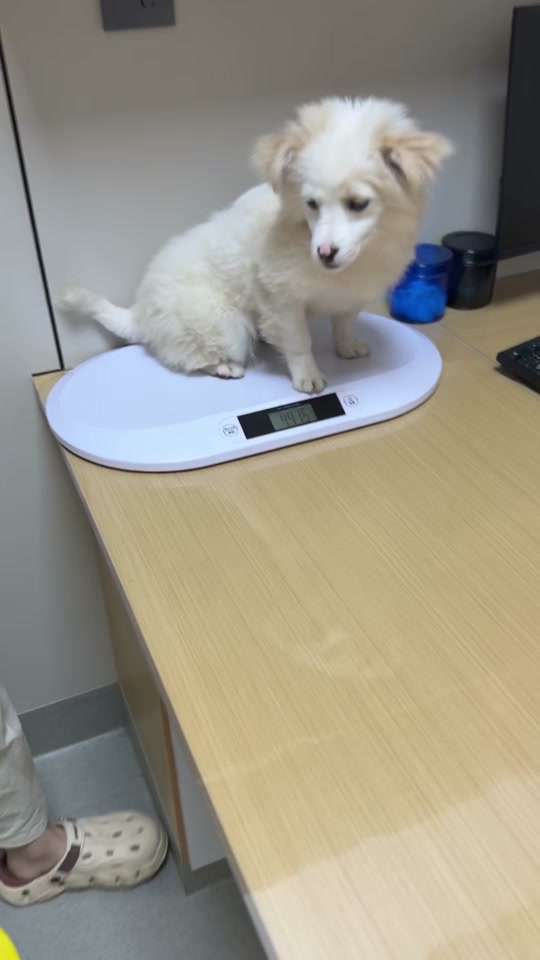 幽灵边牧长大的样子