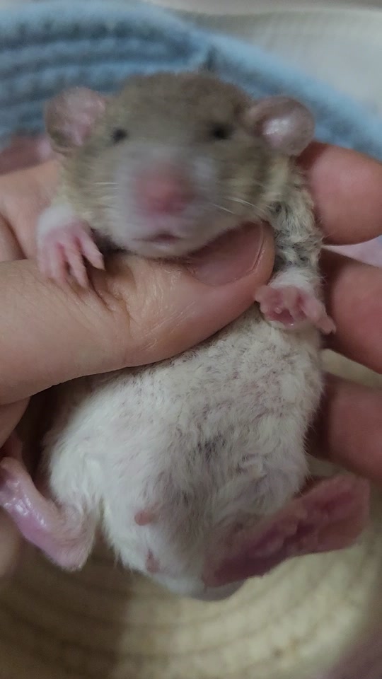 奶牛头巾花枝鼠