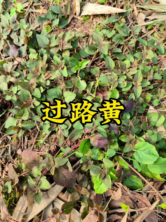 铁梨草