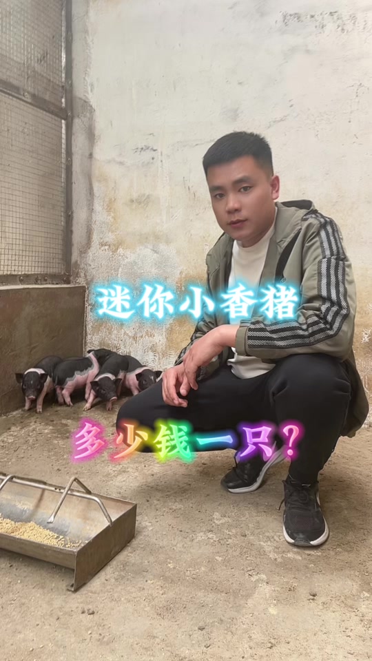 小香猪多少钱一只