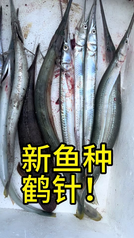 鹤针鱼是淡水还是海水