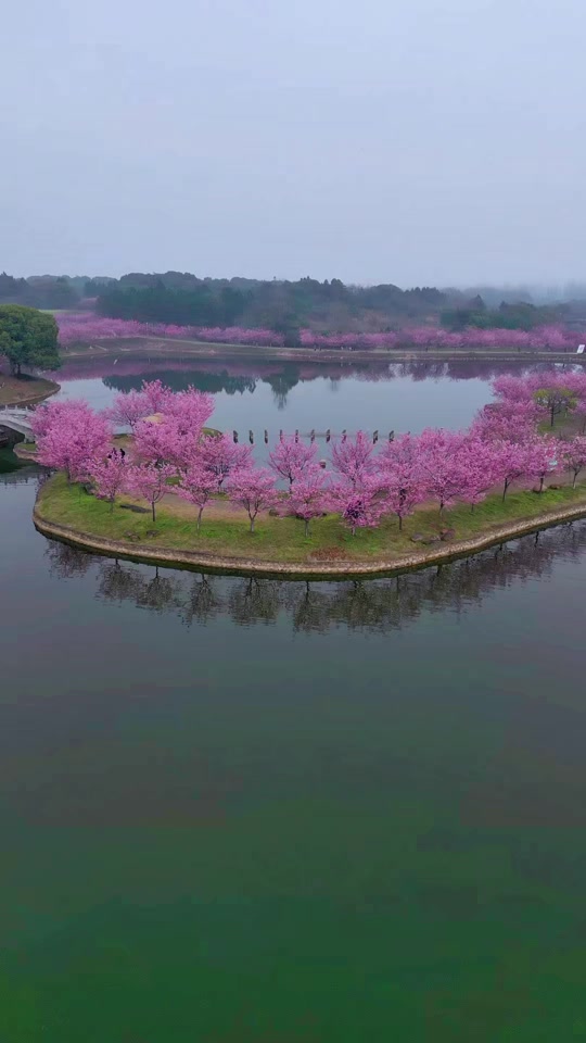 兰溪樱花园