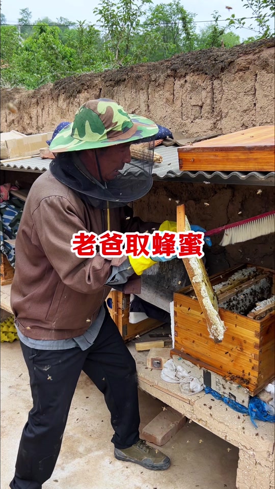 蚂蚁和蜂蜜治疗什么病(蚂蚁吃的蜂蜜水怎么混合)