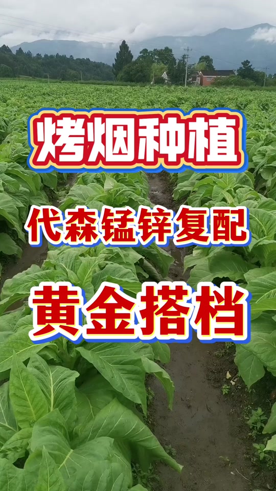 烤烟缺锌的症状
