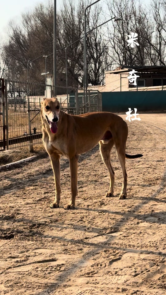 黑带格力犬