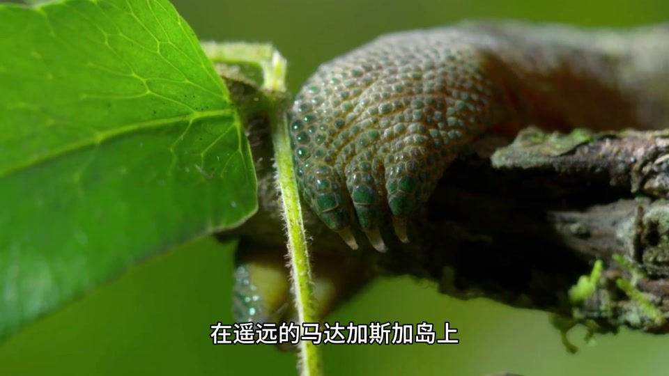 变色龙吐舌头是什么意思