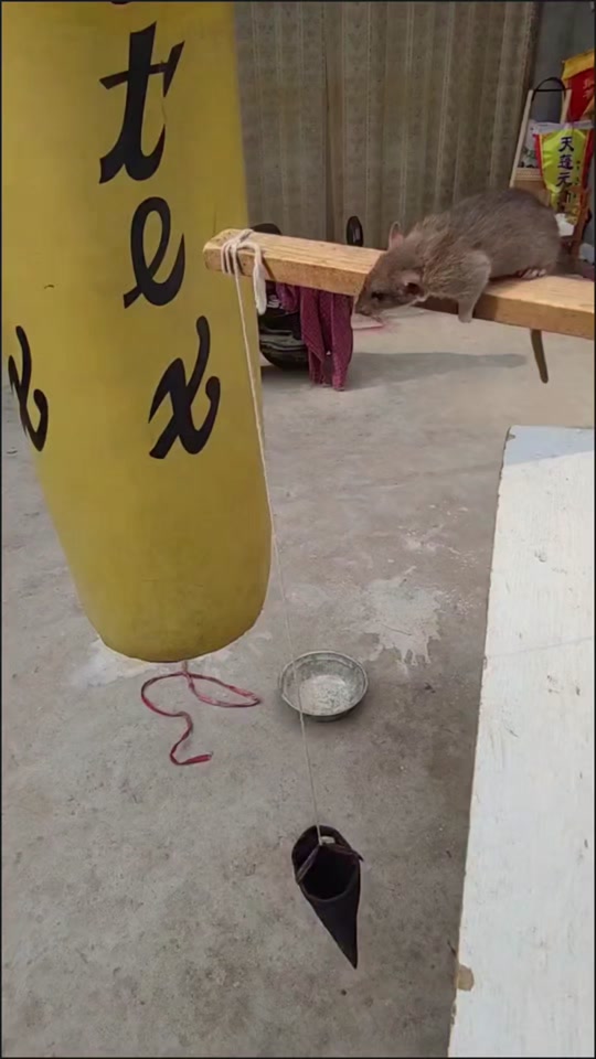 抖音有绝技=有没有抖音这个技能
