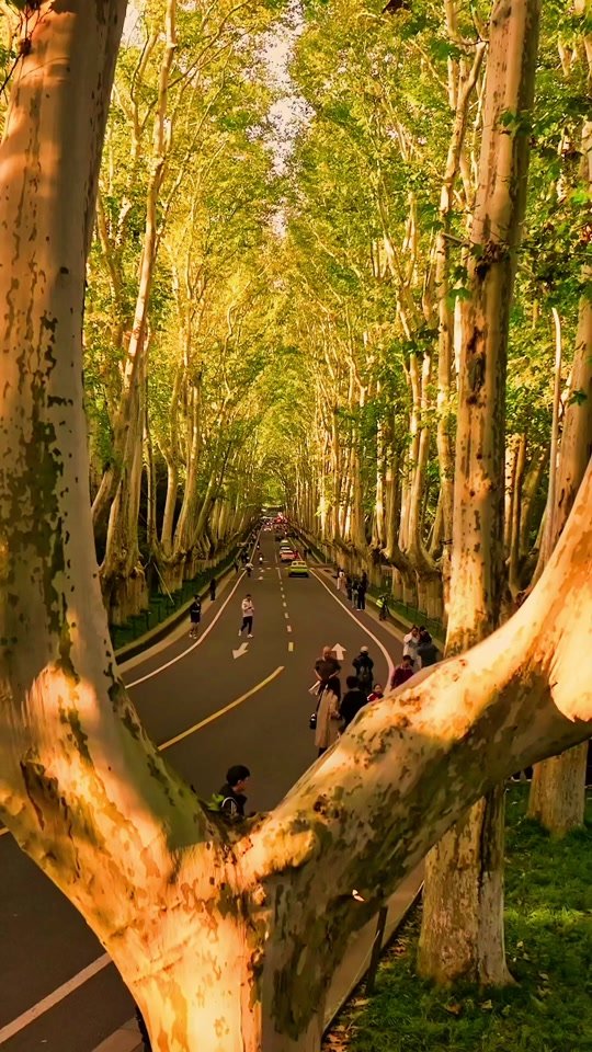 南京法国梧桐最佳观赏时间 - 抖音