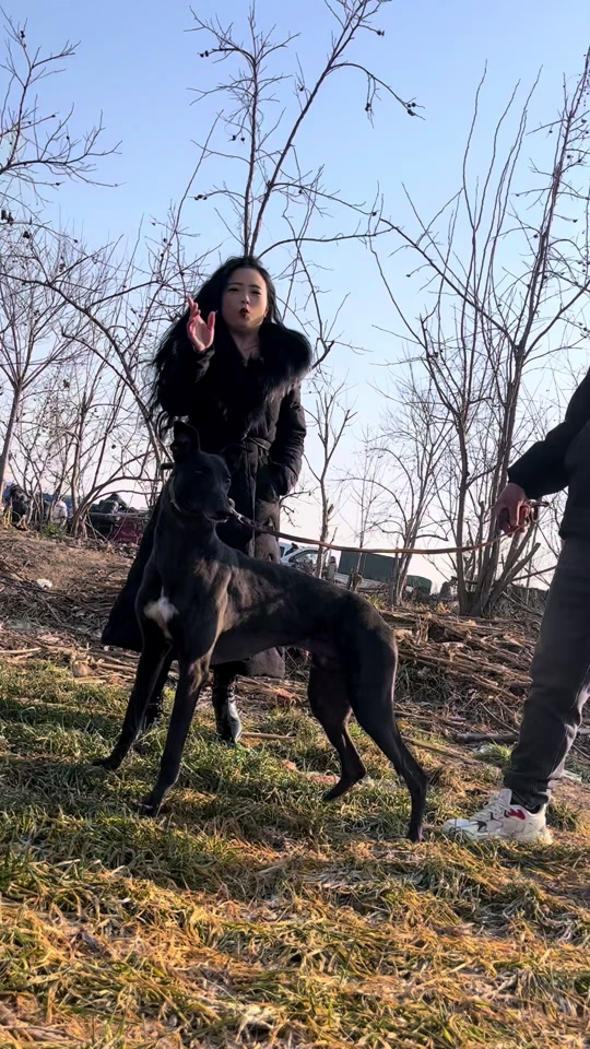 黑带格力犬