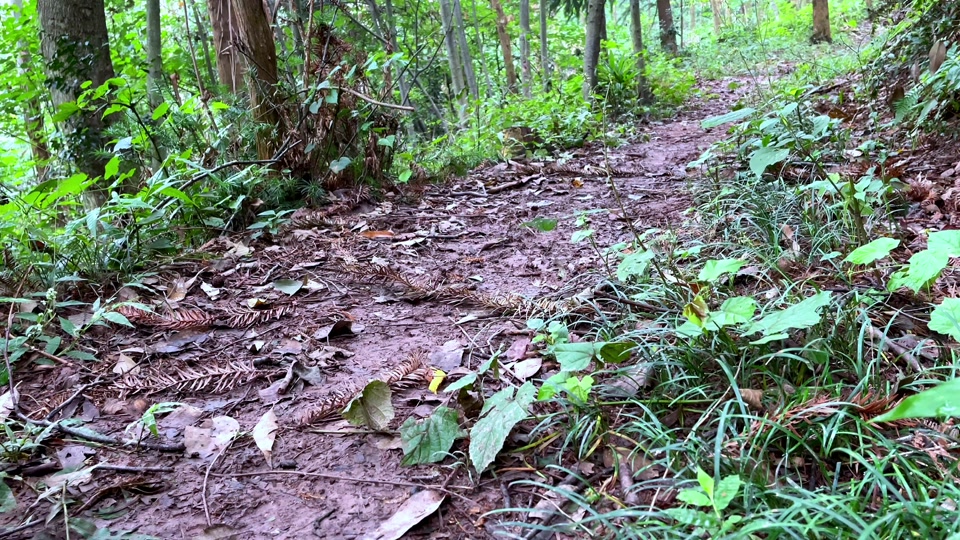 丹棱县果农橙橙哥水果专业合作社