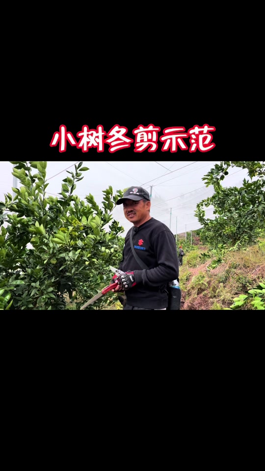 吴老三修剪柑橘一杆三枝_柑橘修剪一杆三枝的运用_柑橘一杆三枝怎么剪