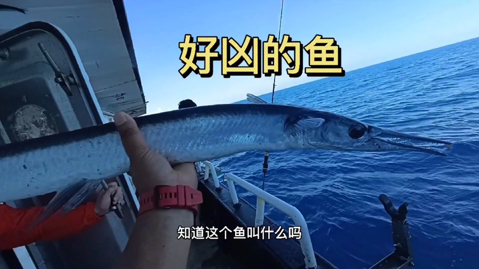 鹤针鱼是淡水还是海水