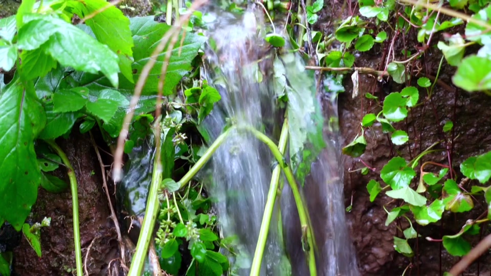 丹棱县果农橙橙哥水果专业合作社