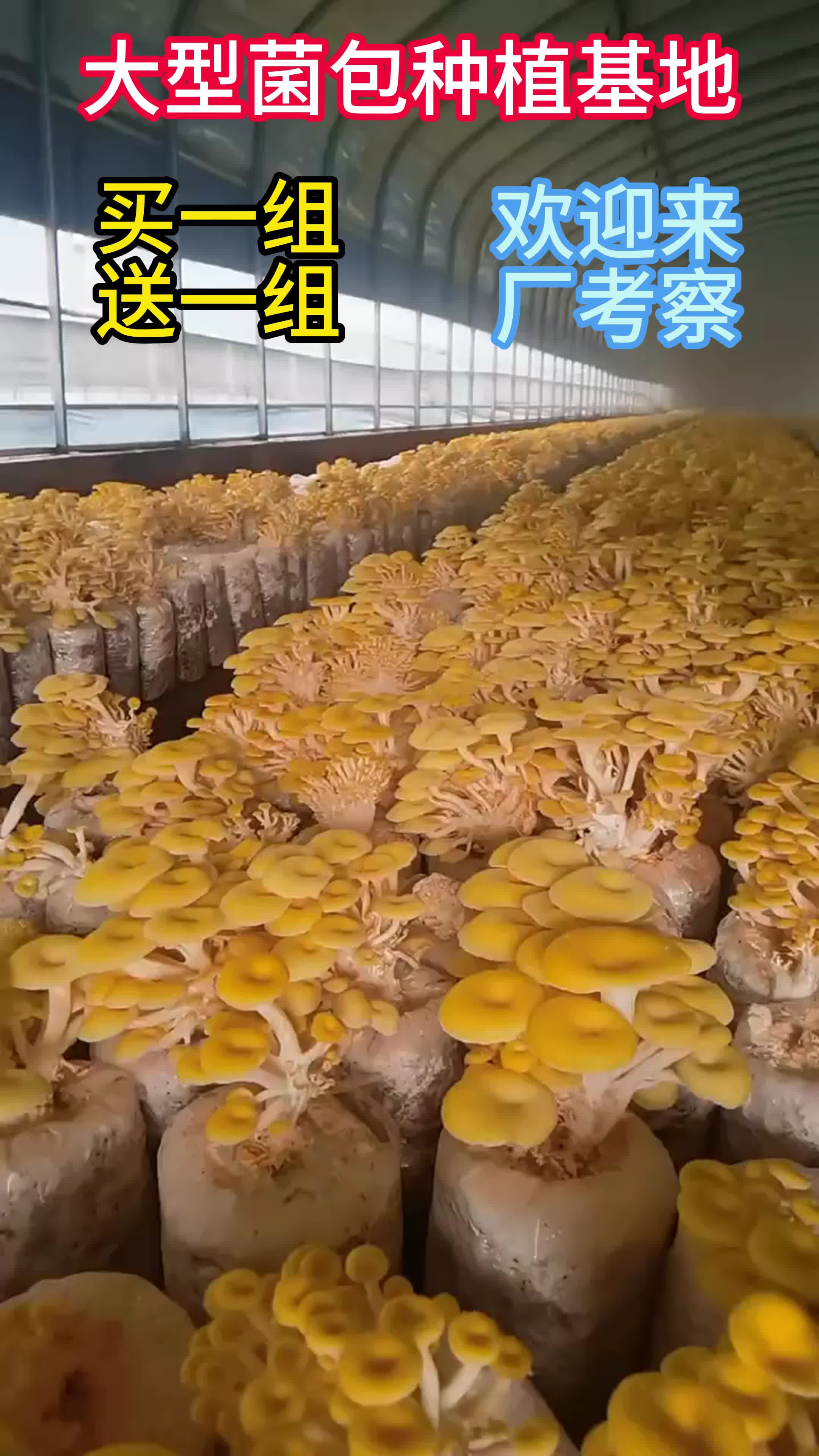 农村种植什么赚钱不愁销路(农村种什么挣钱?种植致富20个好项目)