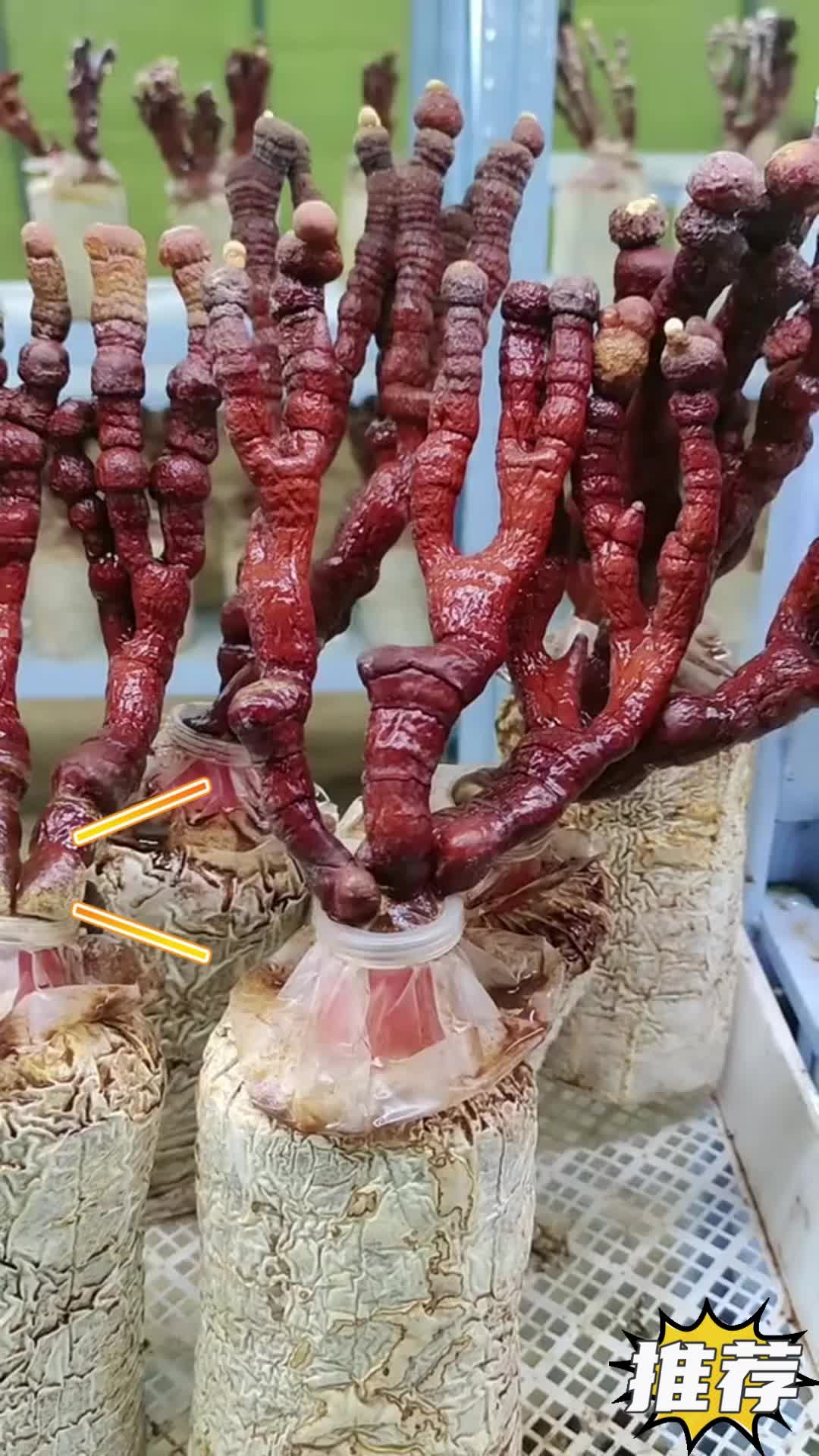 本省本区鹿角菌点击链接咨询详情