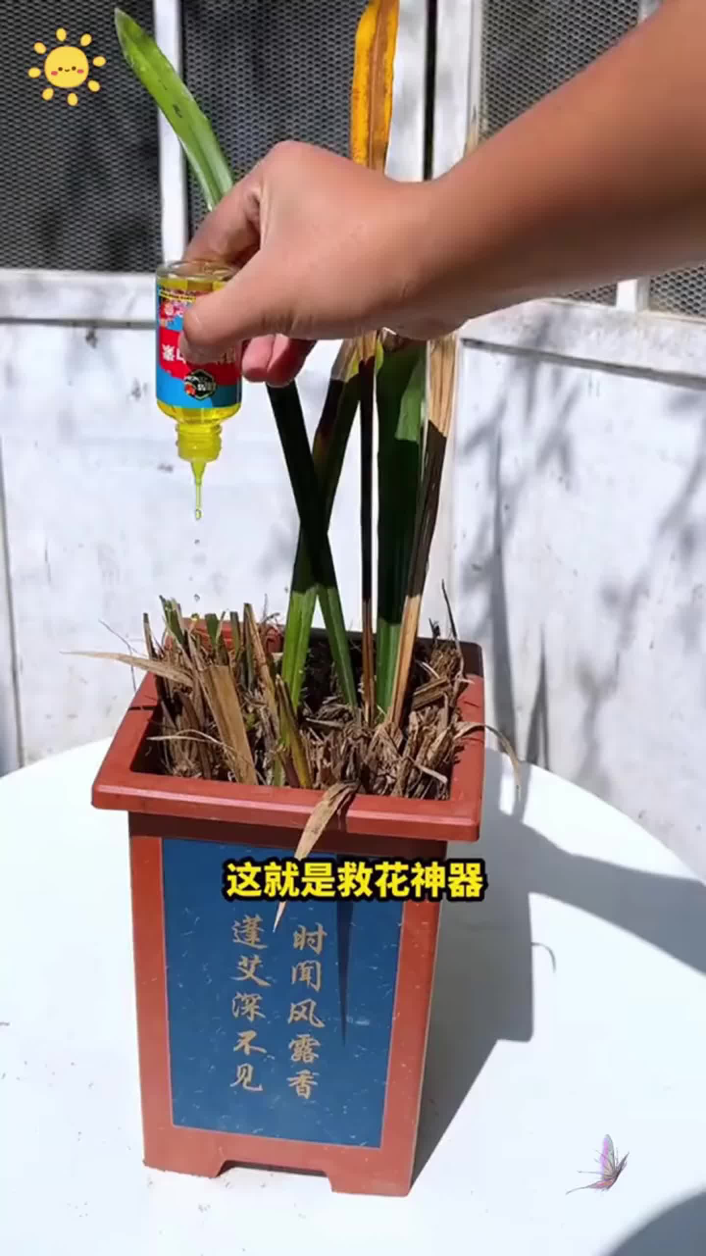 新款植物活力素,半死不活的君子兰浇一浇,过段时间叶片绿油油,厂家