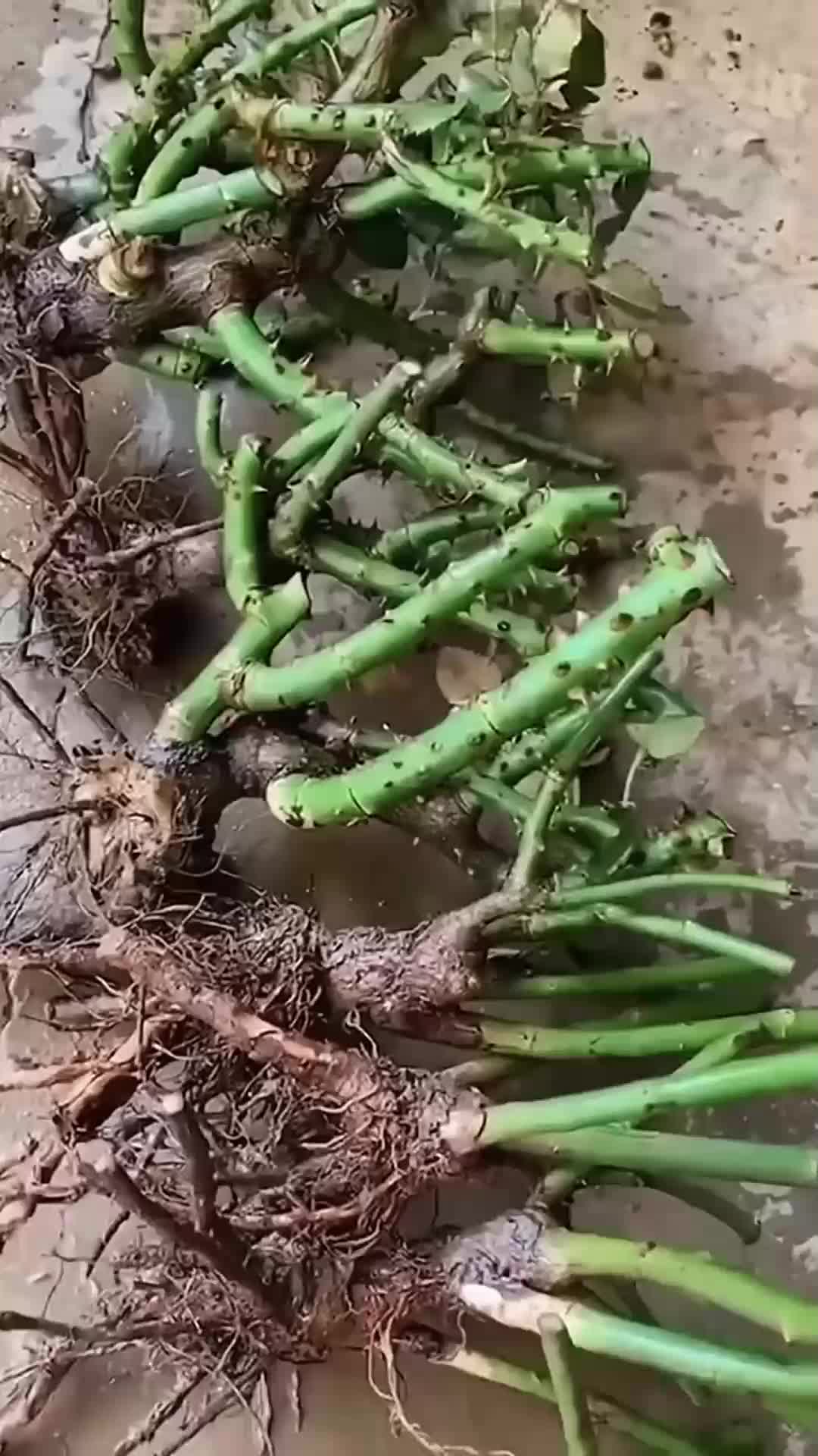 原生优品大果皇冠嘉宝果树欣赏#嘉宝果 #黄晶果 #别墅庭院植物 - 抖音