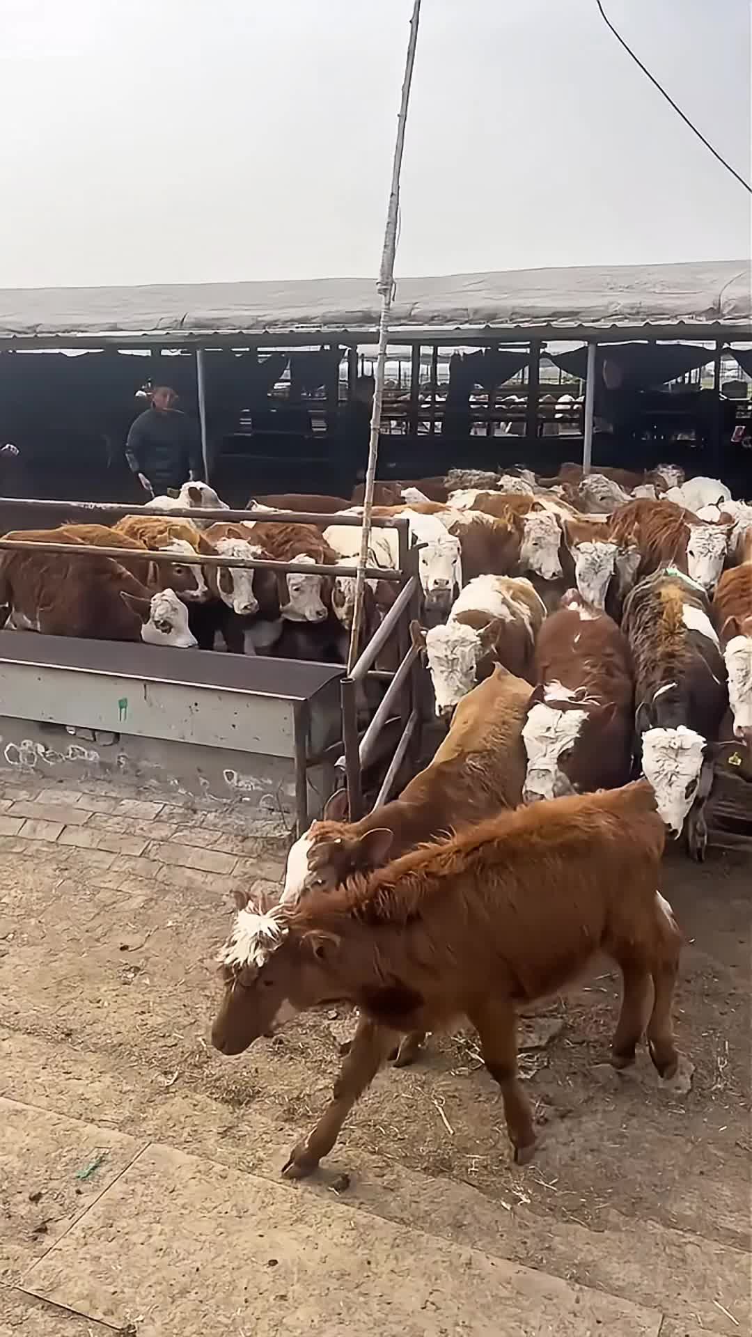 一成不变的养殖只有死路一条,科学才是生产力!每天都在学习的路上!