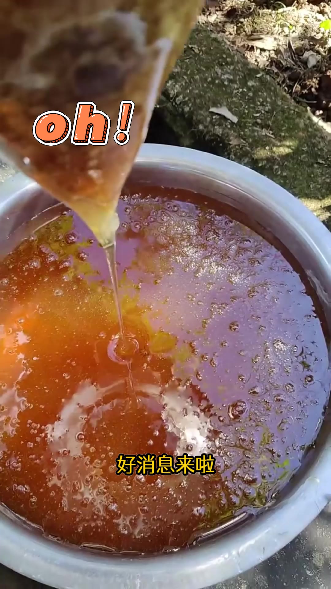 蜂蜜会吸引虫子吗视频(蜂蜜会吸引虫子吗视频教程)