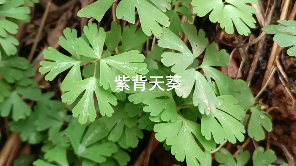 铁梨草