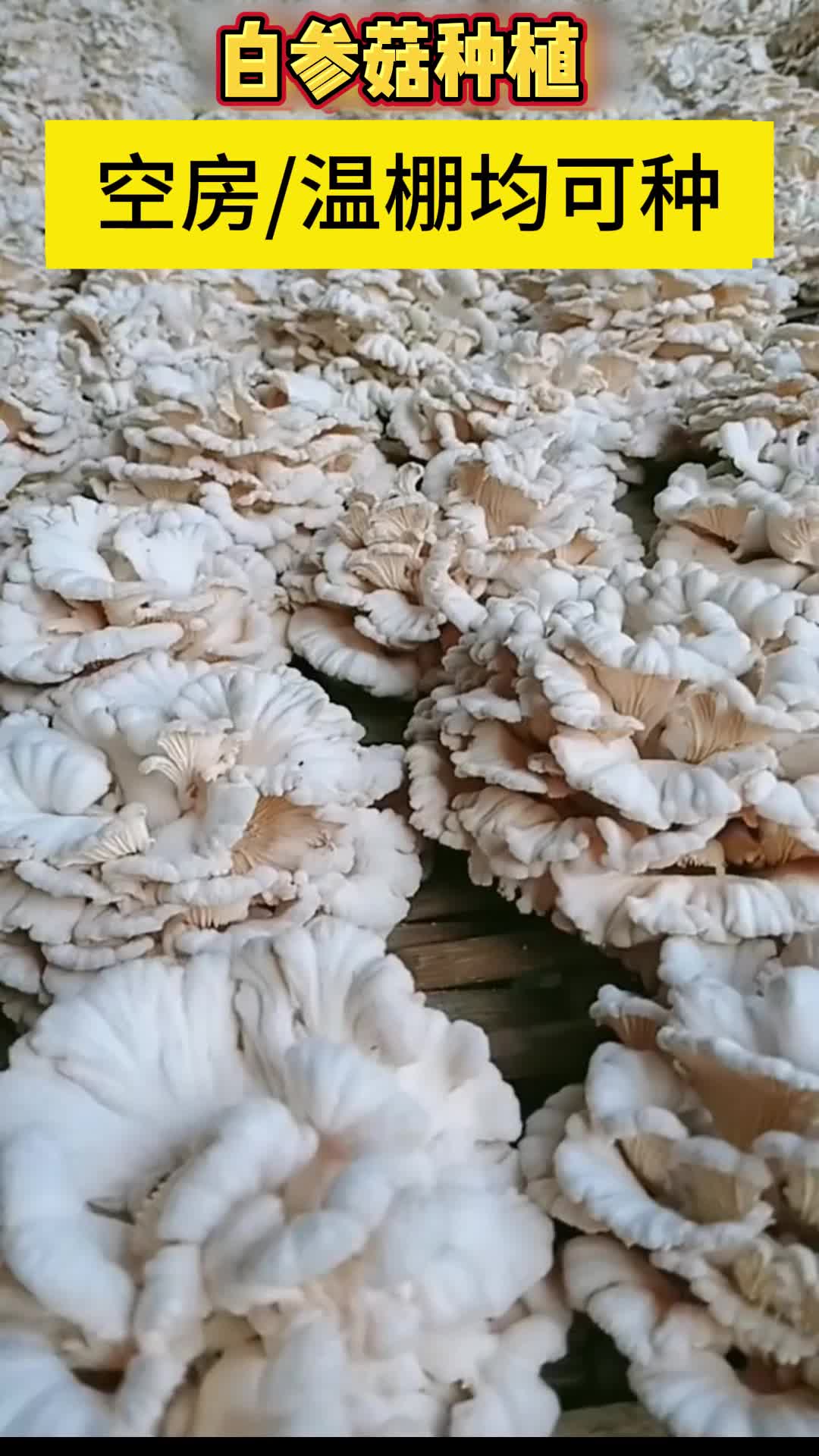 在家养菌菇(家养菌菇怎么样)