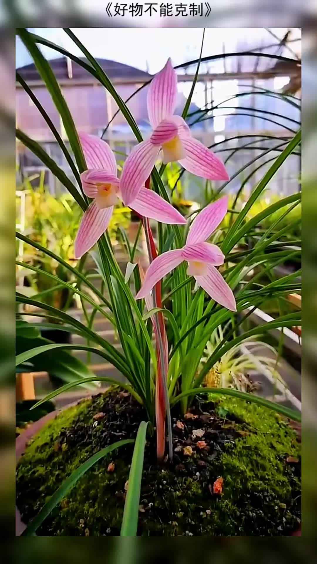 莲瓣兰红韵素带花苞