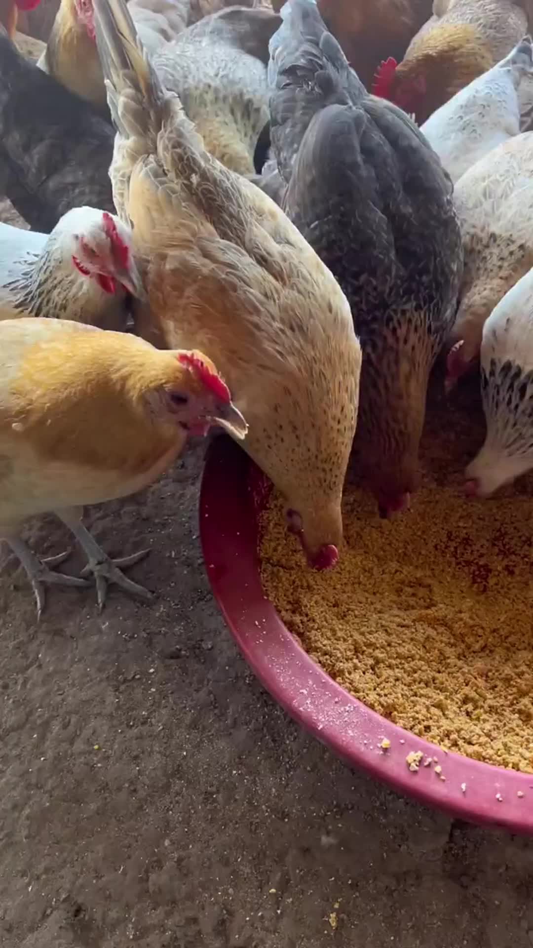 一大早的鸡公叫喔喔喔～鸡公仔🐔,尾弯弯做人呢点可以怕艰难