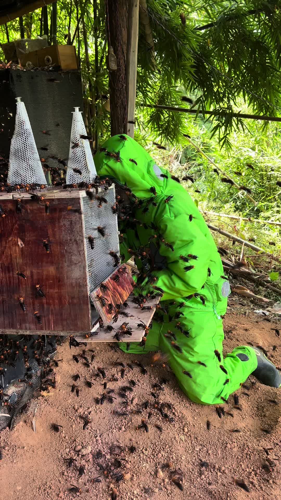 马蜂服 #防蜂服 #金环虎头蜂 #胡蜂养殖 #户外找蜂 虎头蜂马蜂服直播