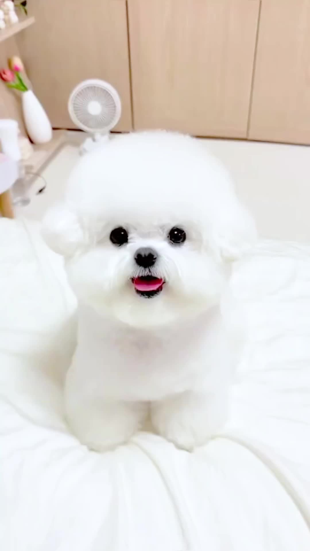 网上的小狗看起来都干干净净的,其实私底下都吃这个#新手养狗