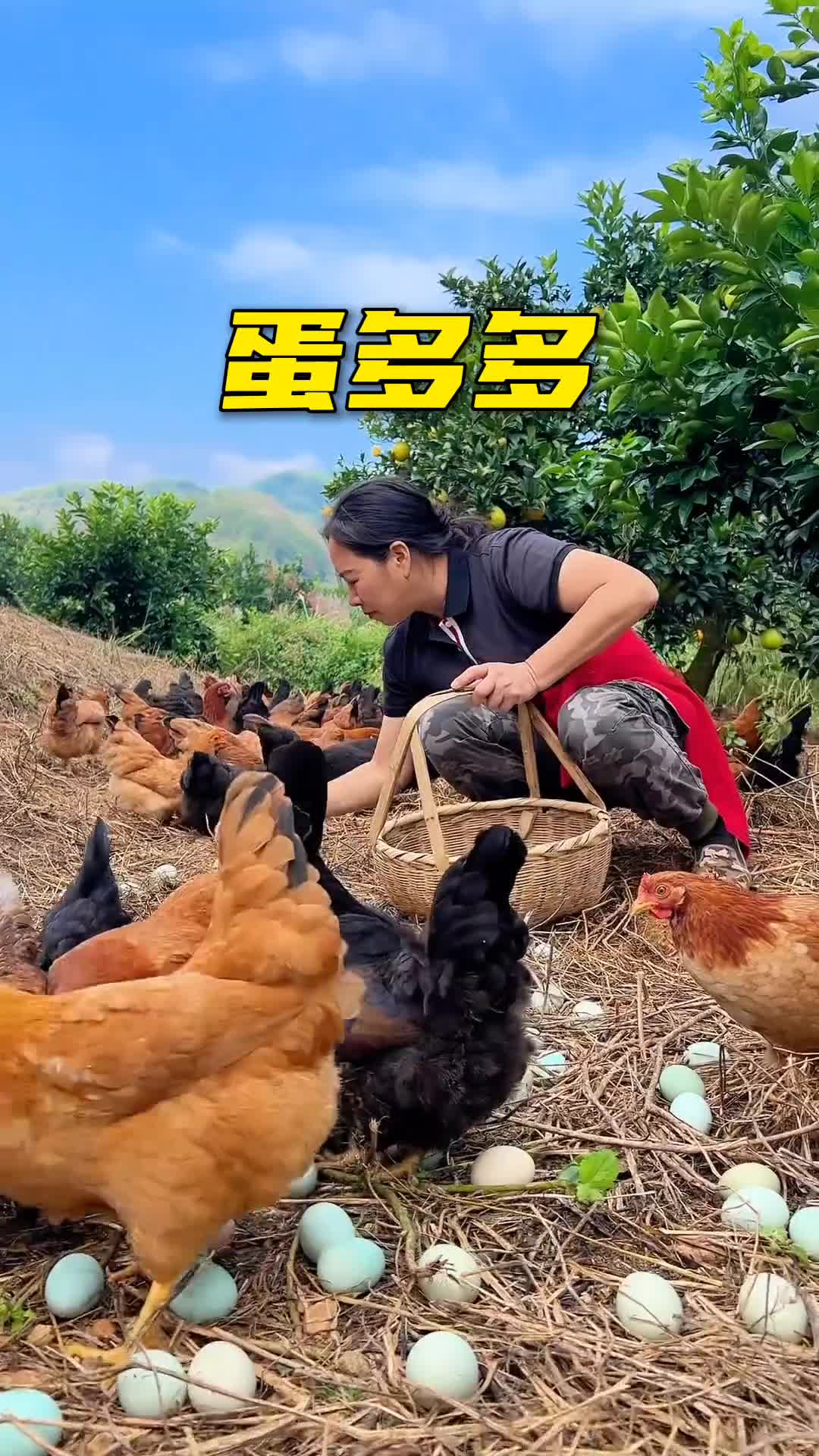 借鸡生蛋巧赚钱(如何借鸡生蛋赚钱)