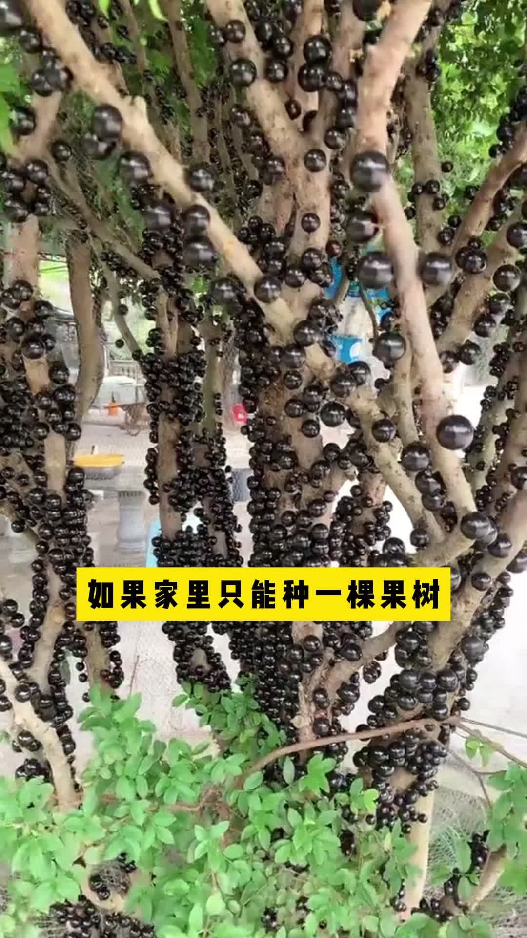 艾斯卡嘉宝果苗沙巴嘉宝果苗树葡萄苗四季红妃嘉宝果苗#树葡萄