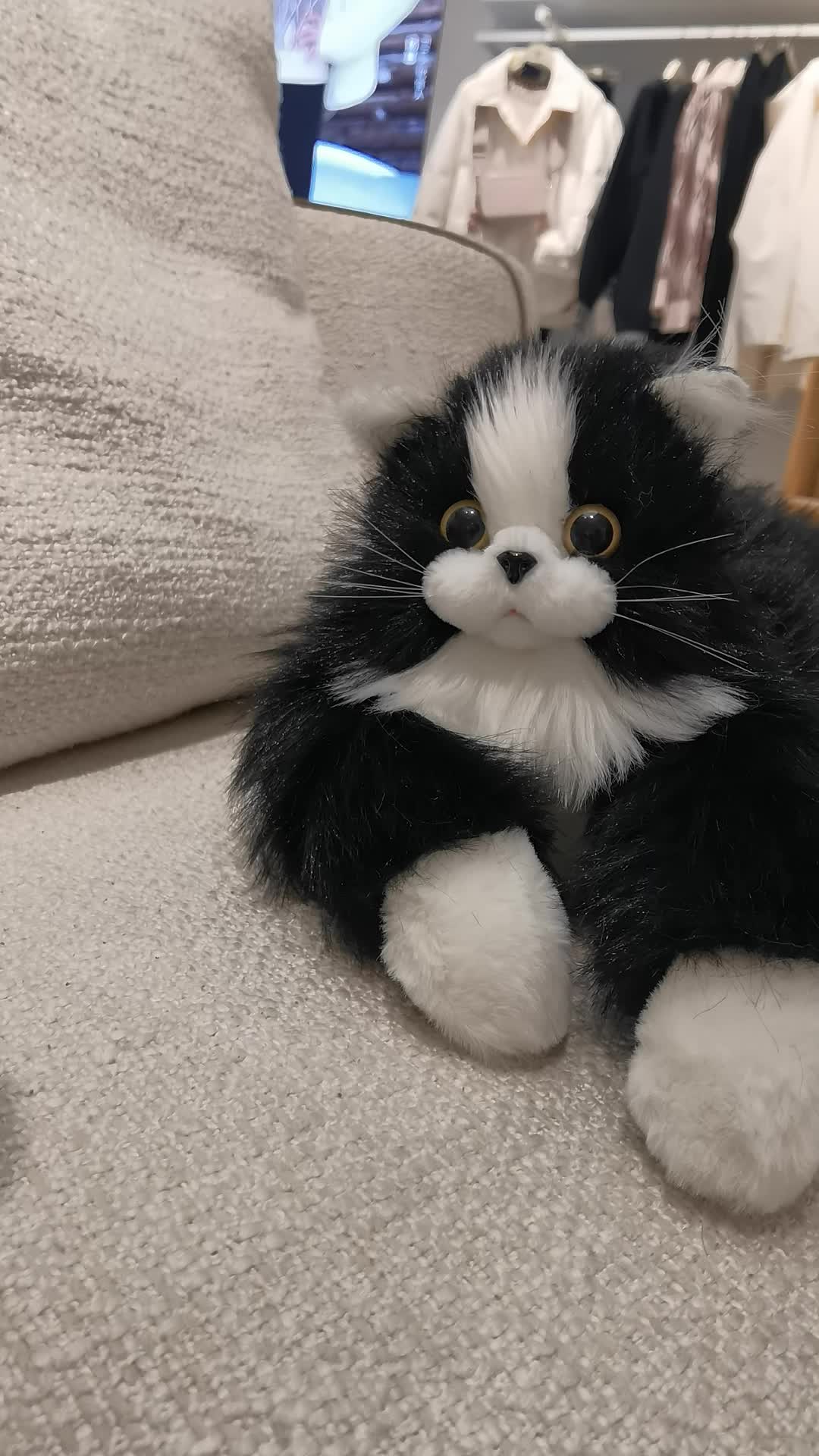 抖音舞猫=抖音上有个弄猫跳舞的