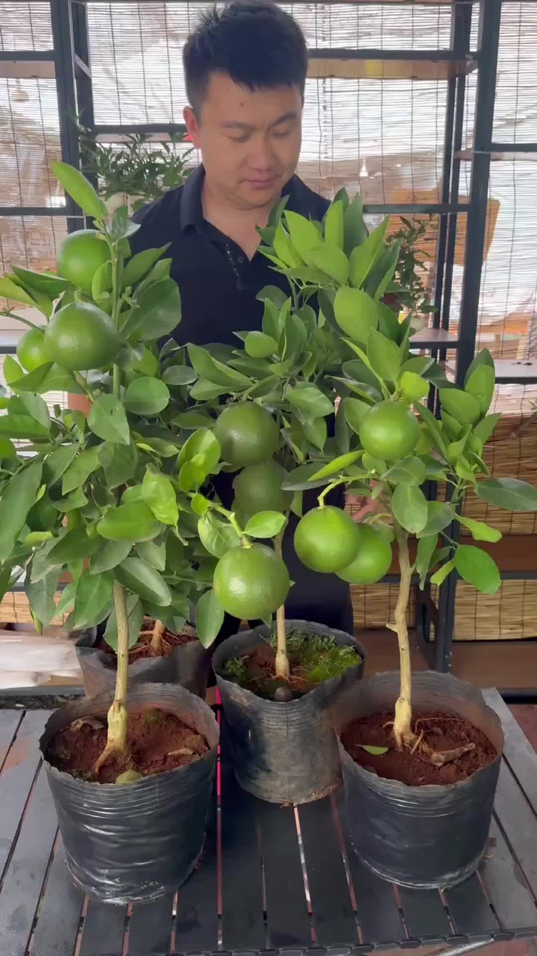 正宗嫁接葡萄柚苗,带土球葡萄柚树苗,盆栽地栽葡萄柚树苗,种植简单