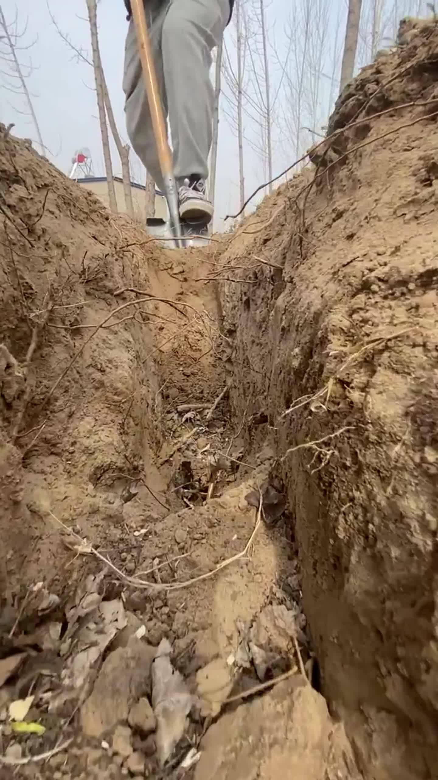 锰钢加厚钢锹,淬火锻造,刃口锋利,坚固耐用,挖沟修渠特别省劲#铁锹