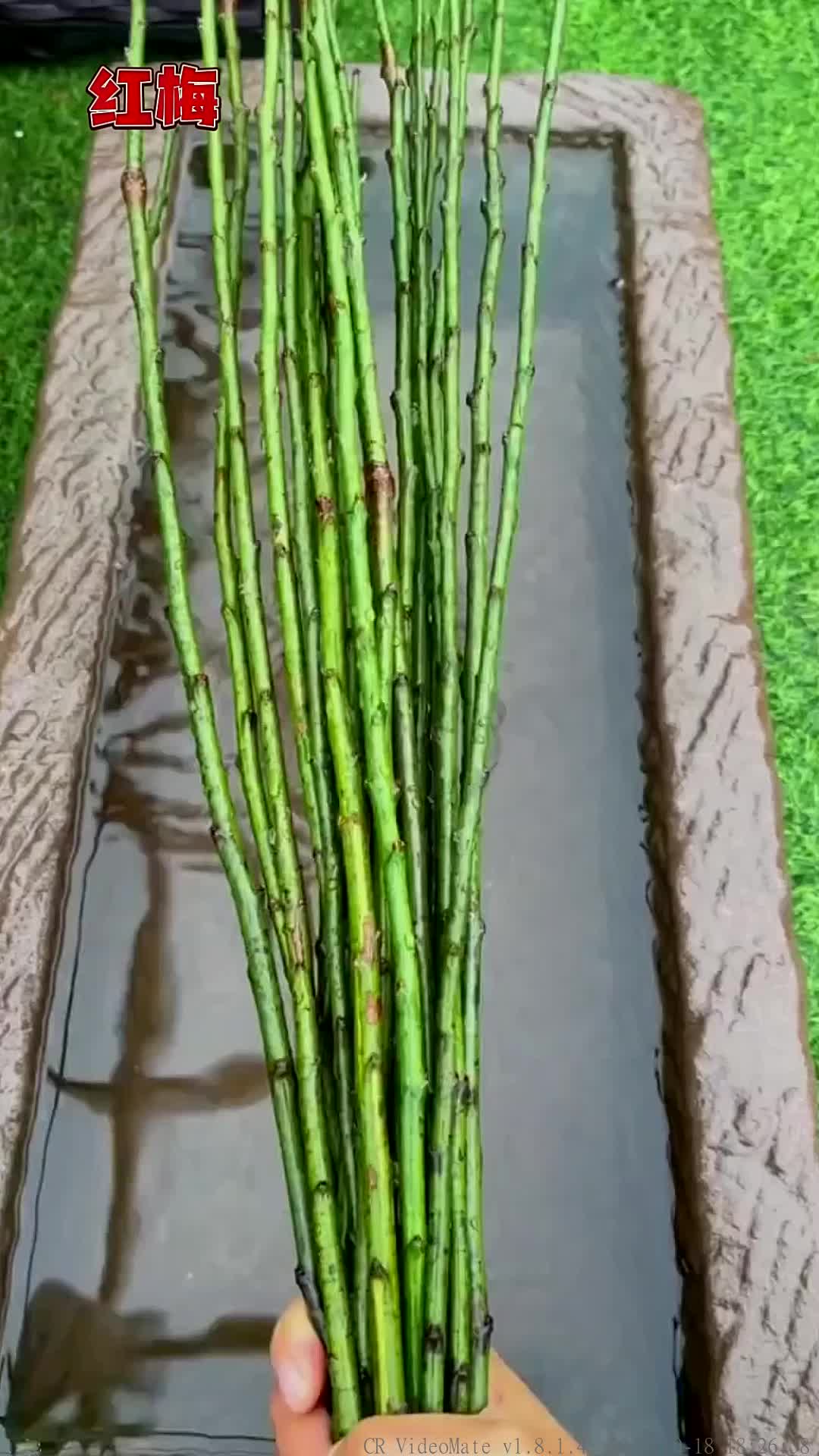 幽兰在山谷,婀娜多姿