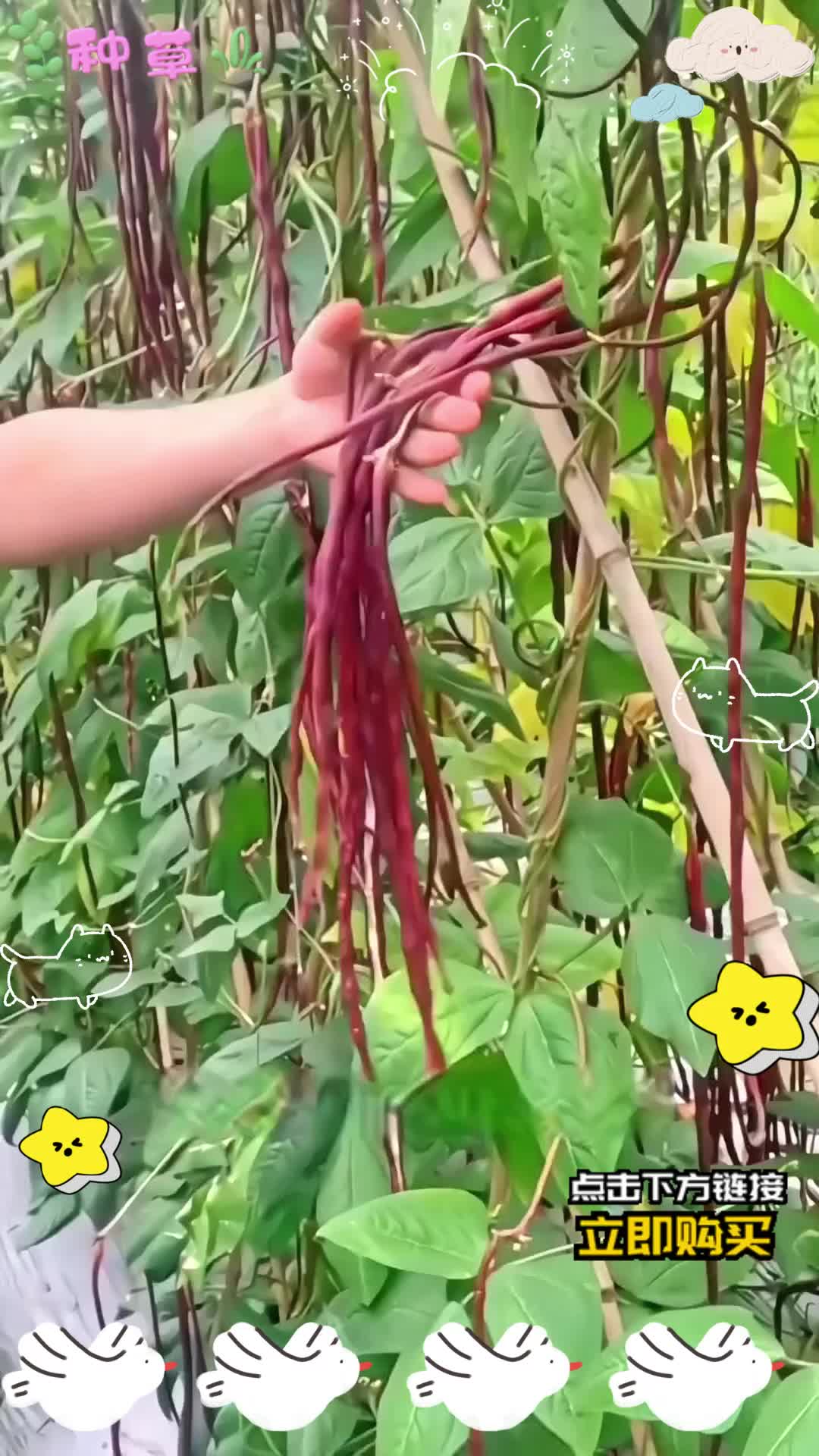 七八月又到了种秋豆角的时候了,推荐你种这个紫色长豇豆,好种又特别