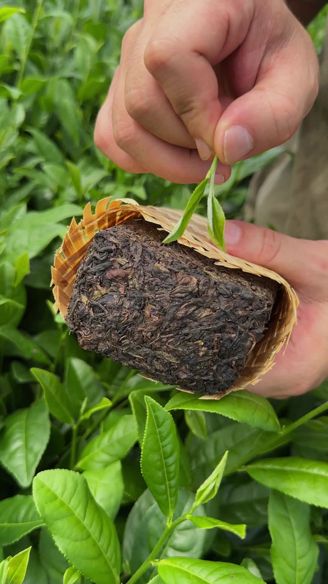 茶香悠悠话蒙顶黄芽：行业新动态