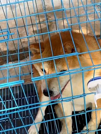 柴犬小七的日常